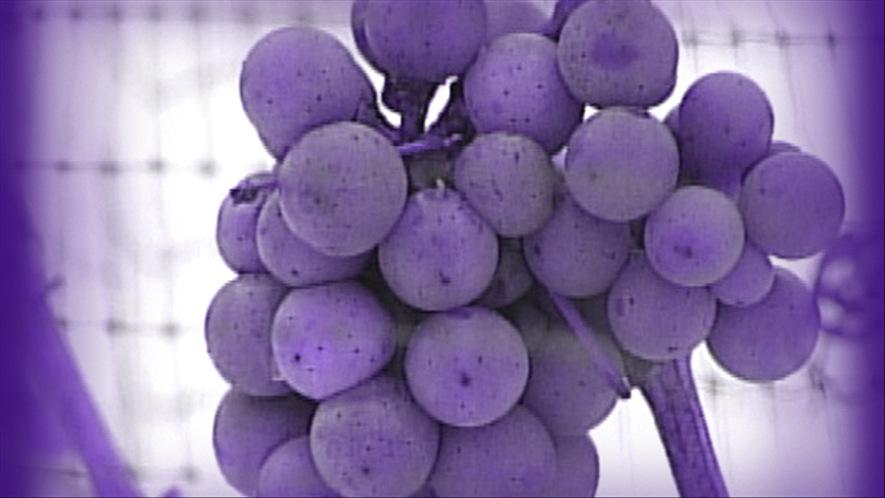 Local Grape Crop Faces An Average Year Thus Far