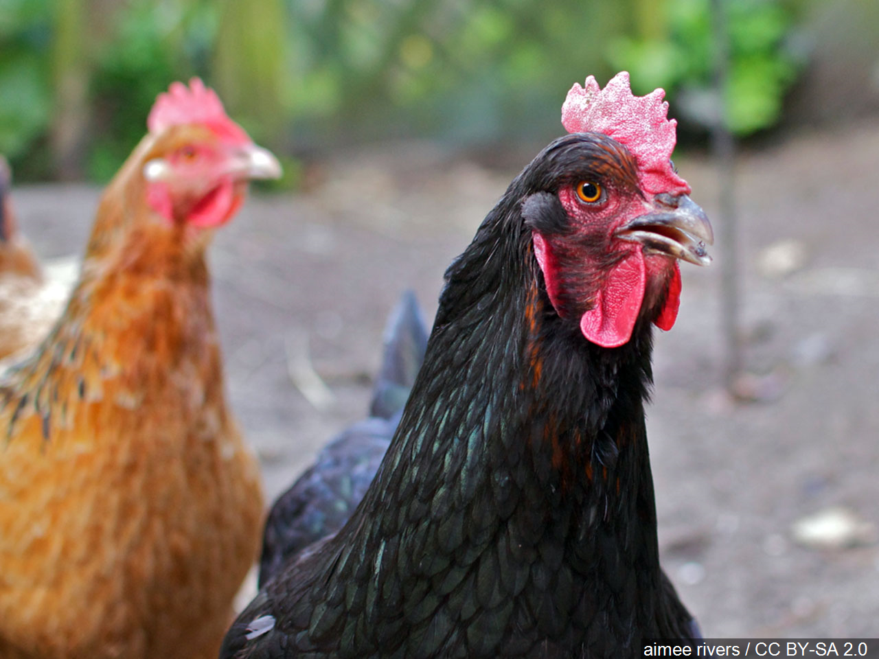 Cornell Coooperative Extension Likes Playing Chicken