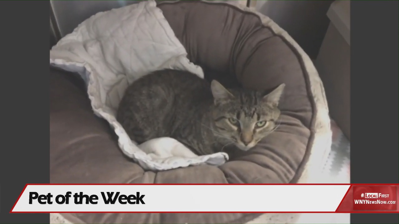 Meet Gary! Our Pet Of The Week