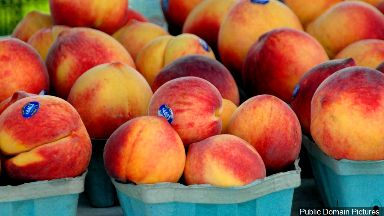Aldi’s Recalls Peaches Over Salmonella Concerns