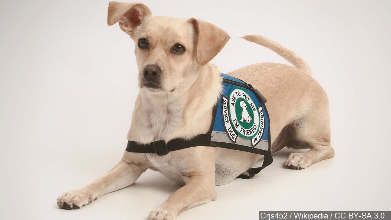 New Law Blocks Housing Providers From Support Animal Discrimination