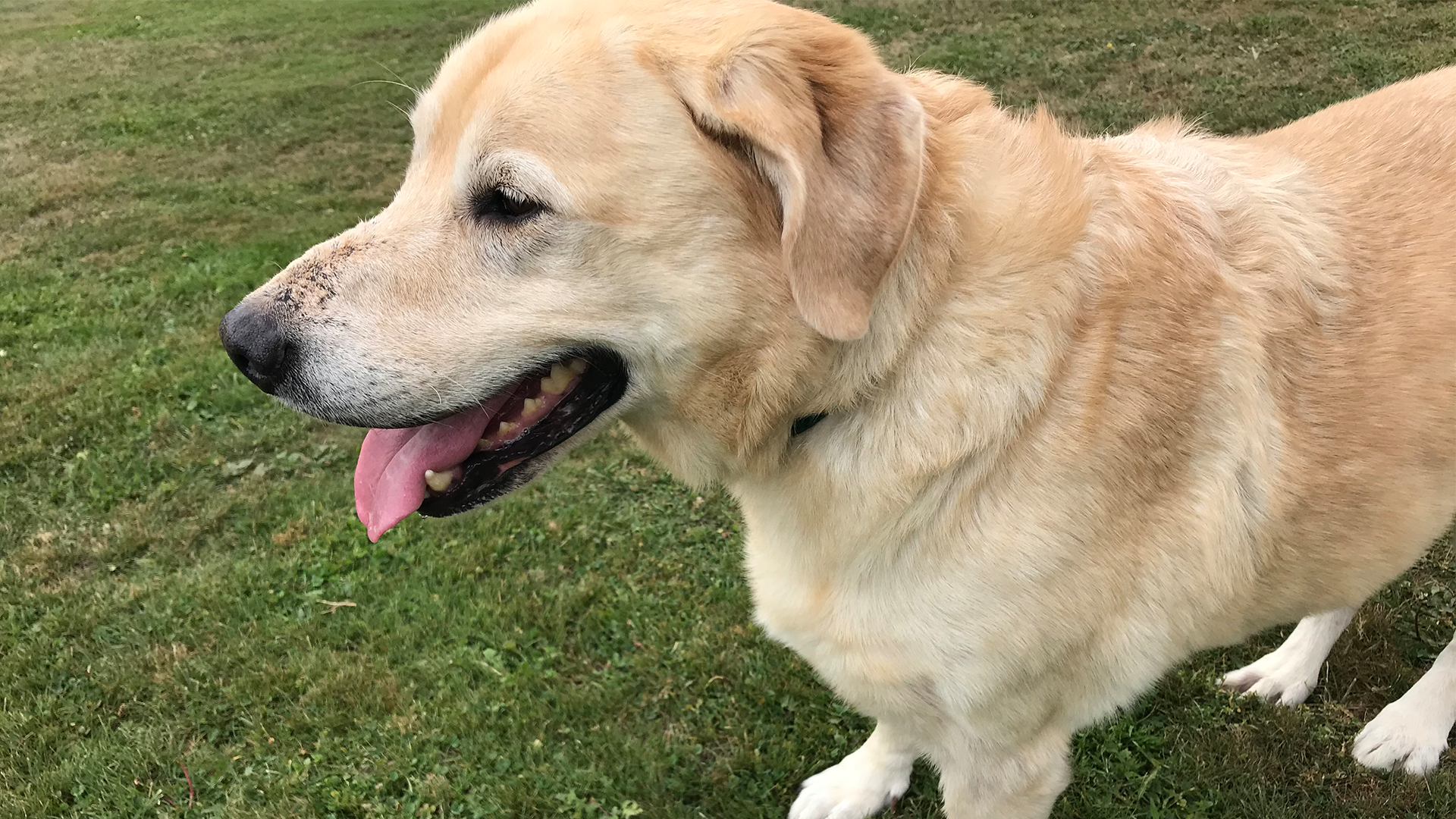 Meet Molly! Our Pet Of The Week