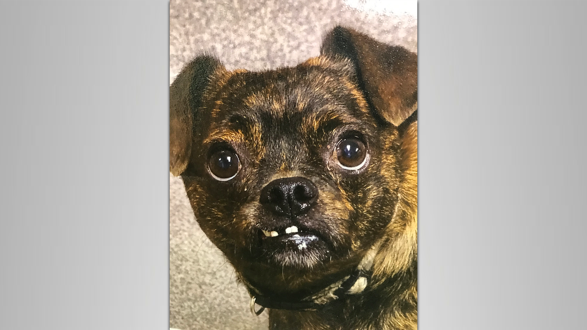 Meet Chuckles! Our Pet Of The Week