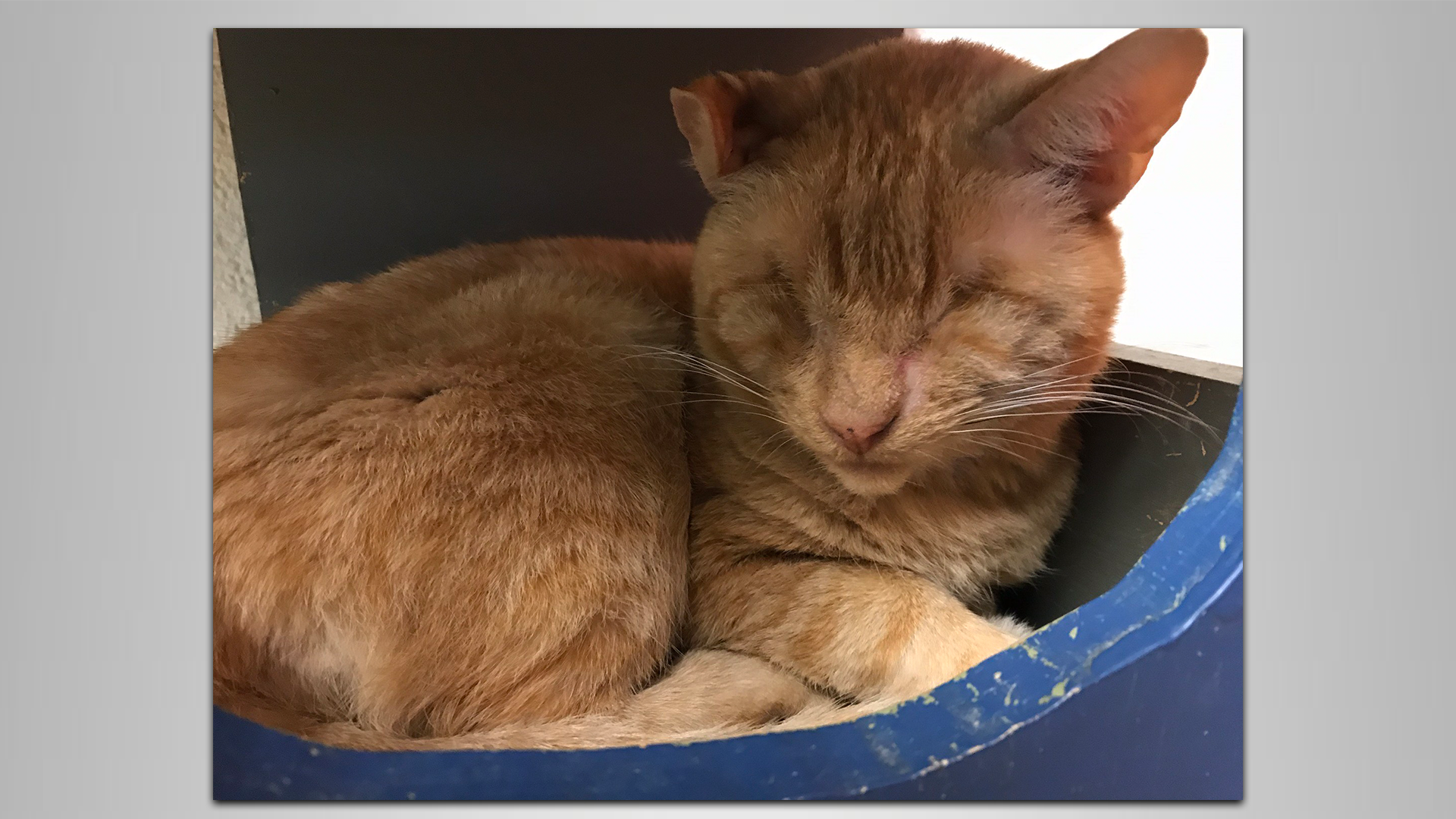 Meet Massachusetts! Our Pet Of The Week