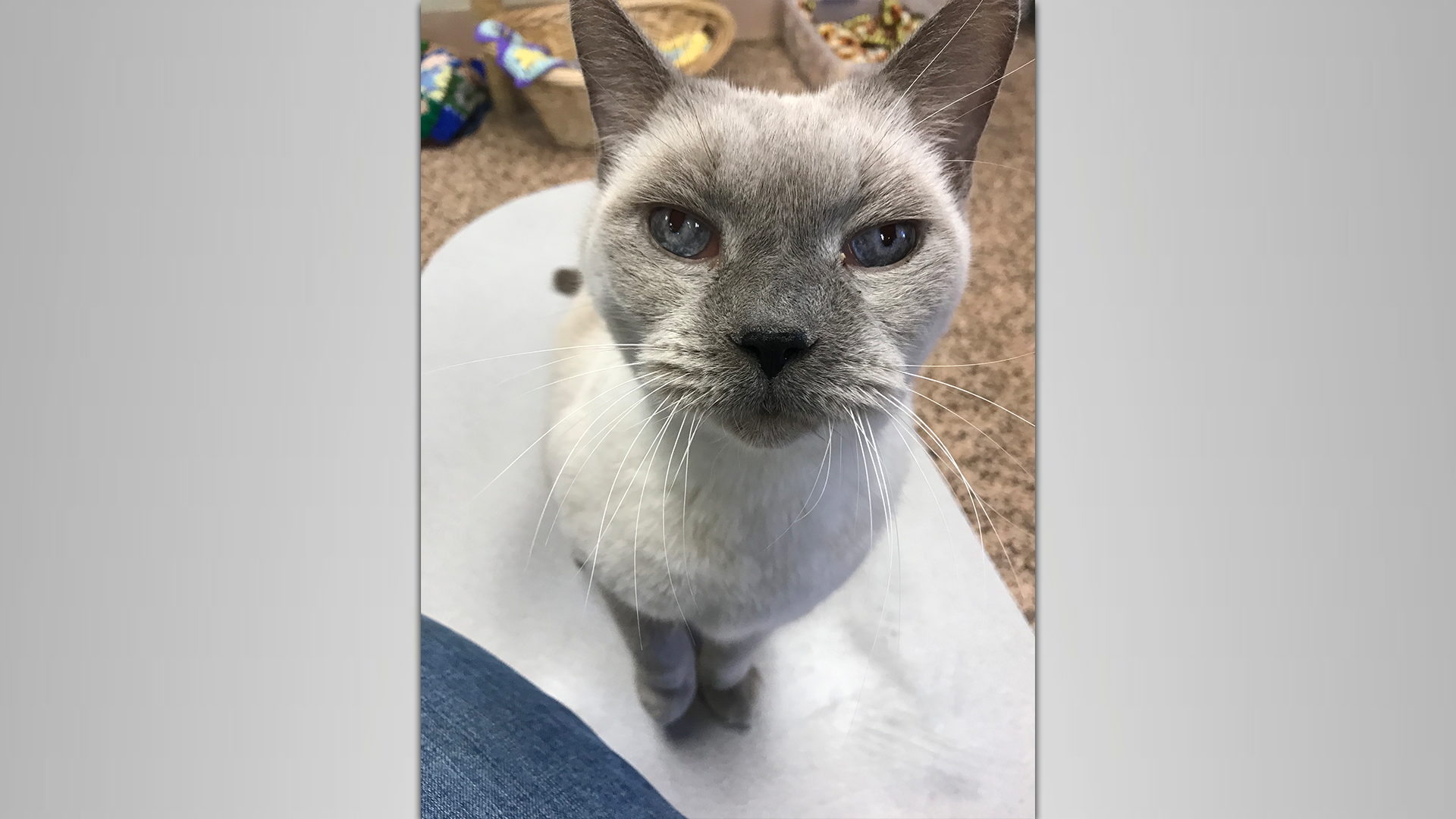 Meet Big Mississippi! Our Pet Of The Week