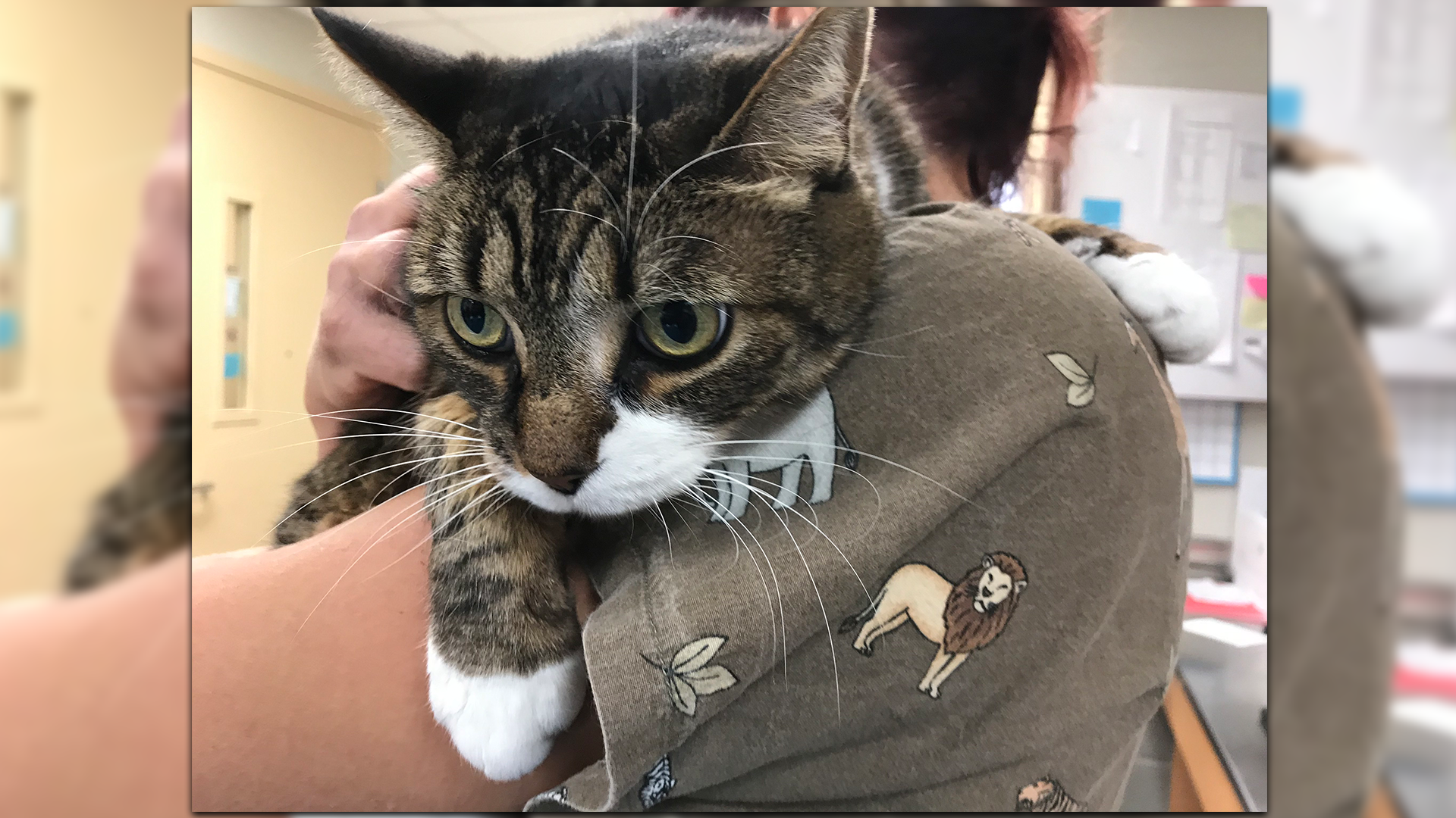 Meet Spice! Our Pet Of The Week