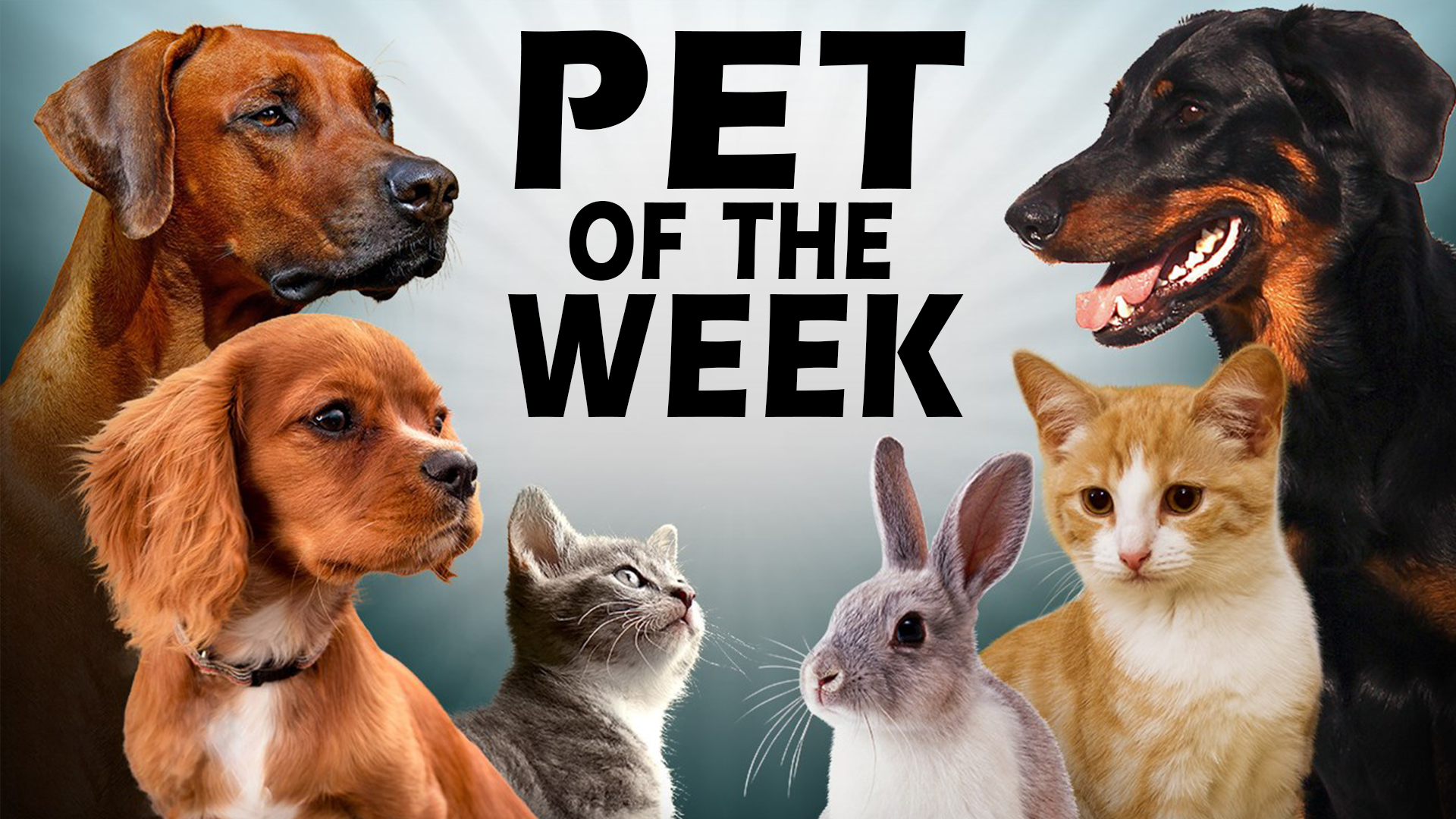 Check Out Our Pets Of The Week