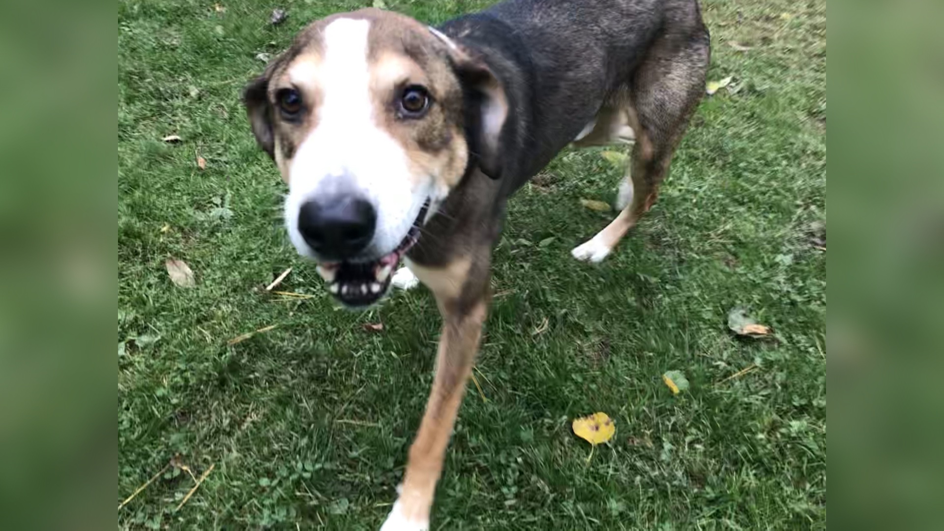 Meet Lucky! Our Pet Of The Week