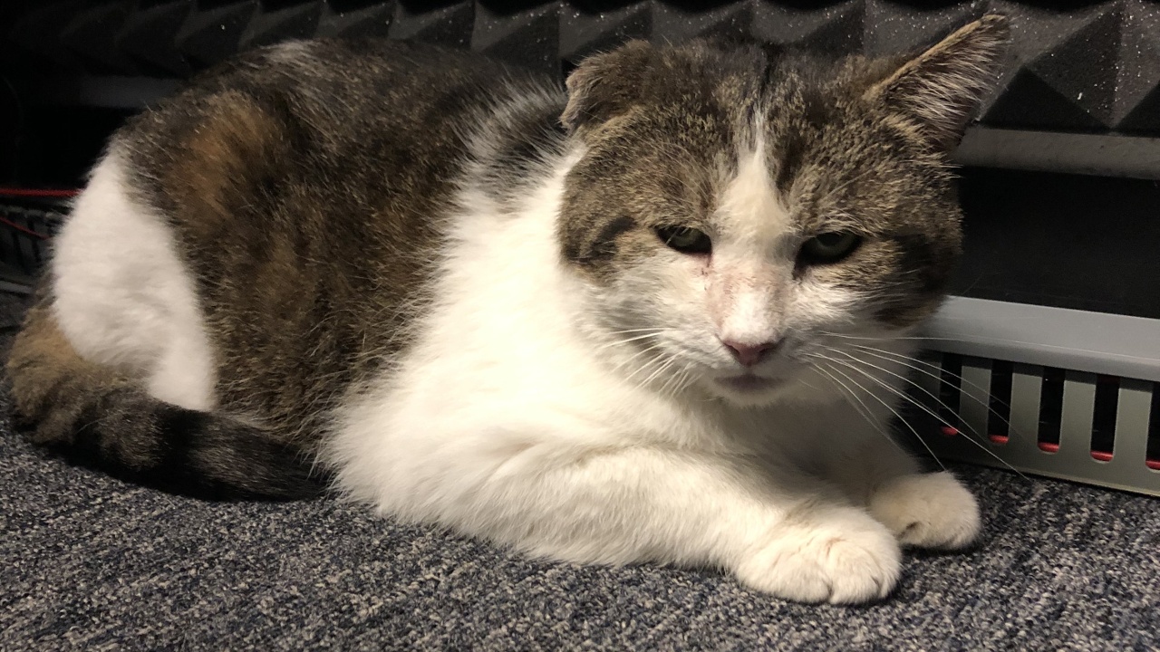 Meet Honeybear! Our Pet of the Week