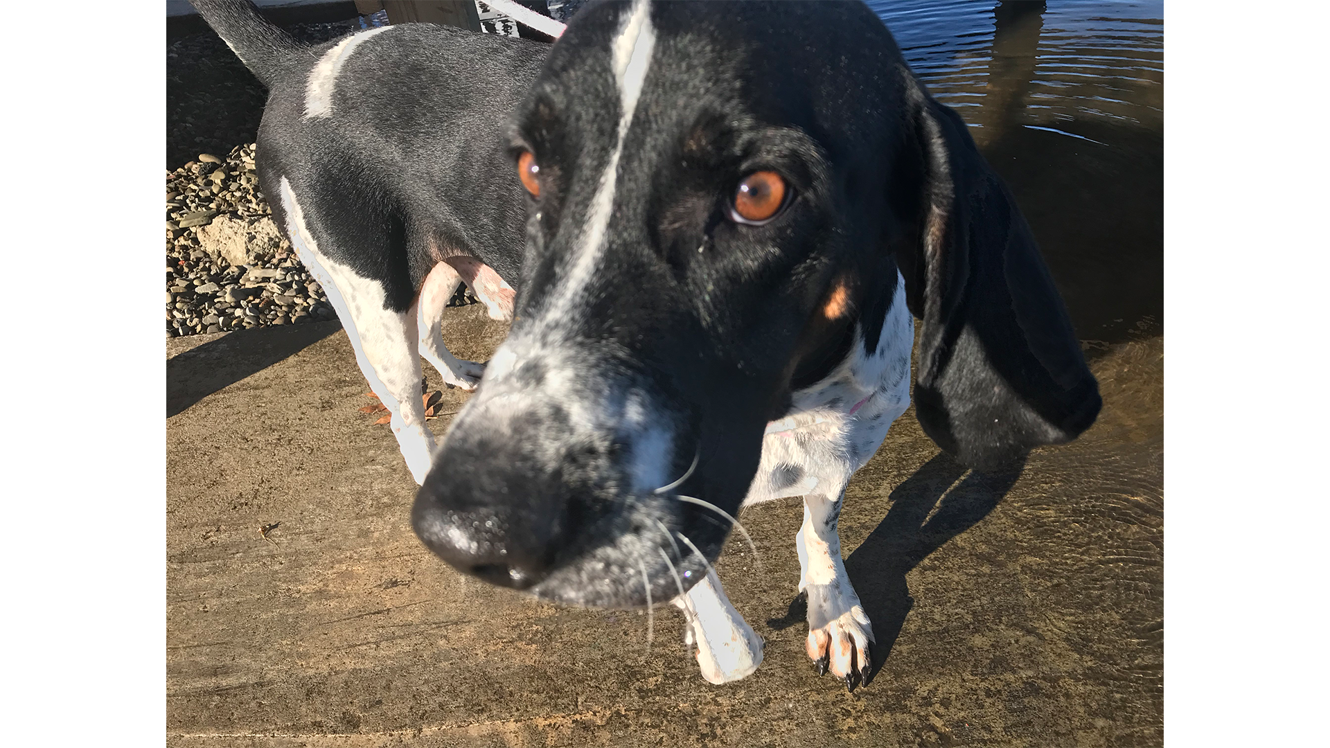 Meet Kane! Our Pet of the Week