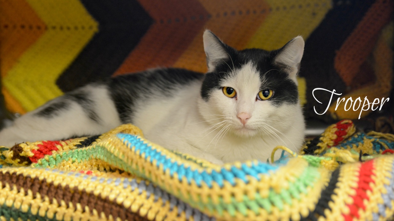 Meet Trooper! Our Pet Of The Week