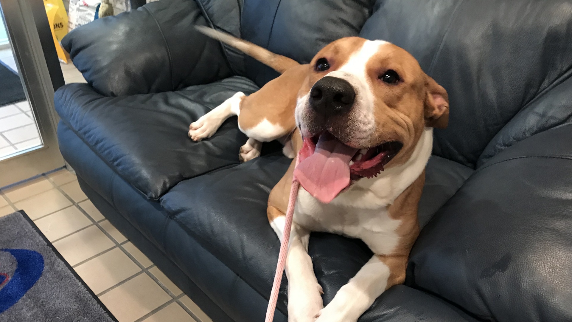 Meet Shrek! Our Pet of the Week