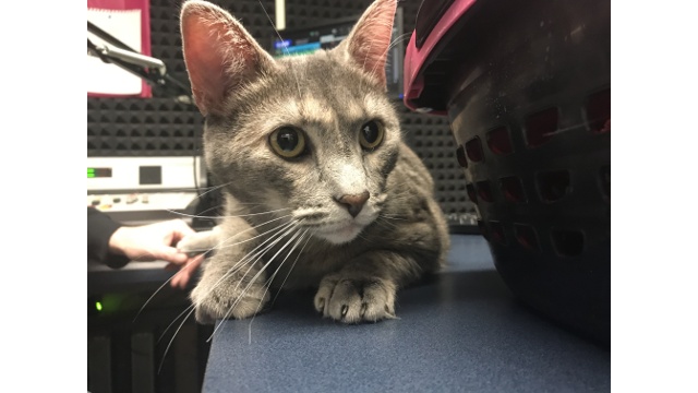 Meet Raincloud! Our Pet Of The Week