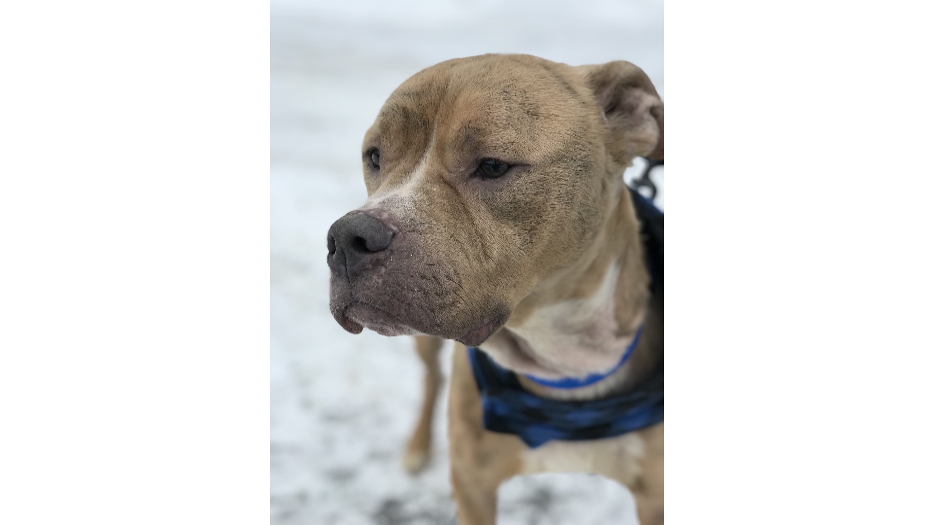 Meet Scooby! Our Pet of the Week