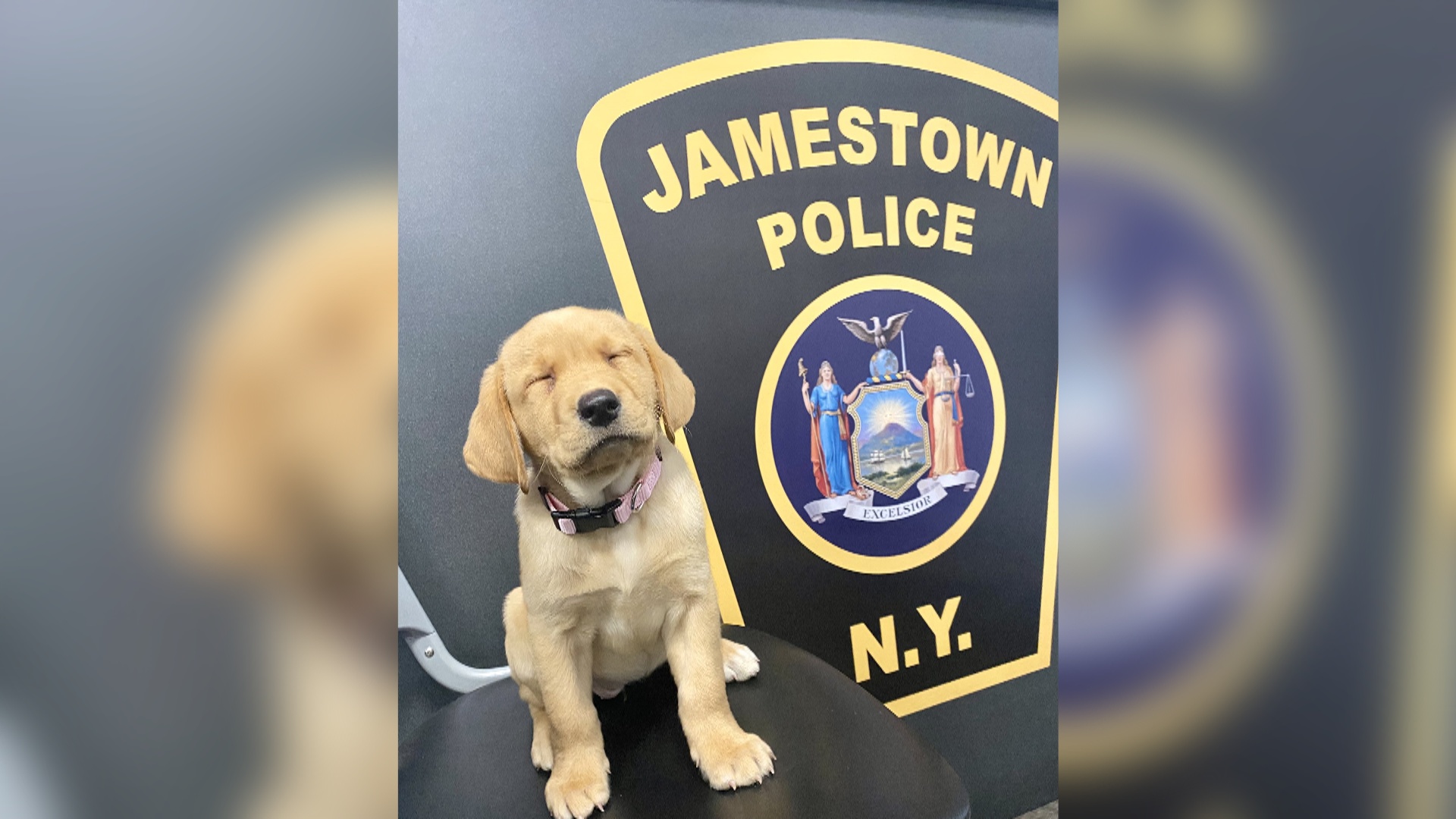 Jamestown Police Welcome New K-9 Comfort Dog To The Department