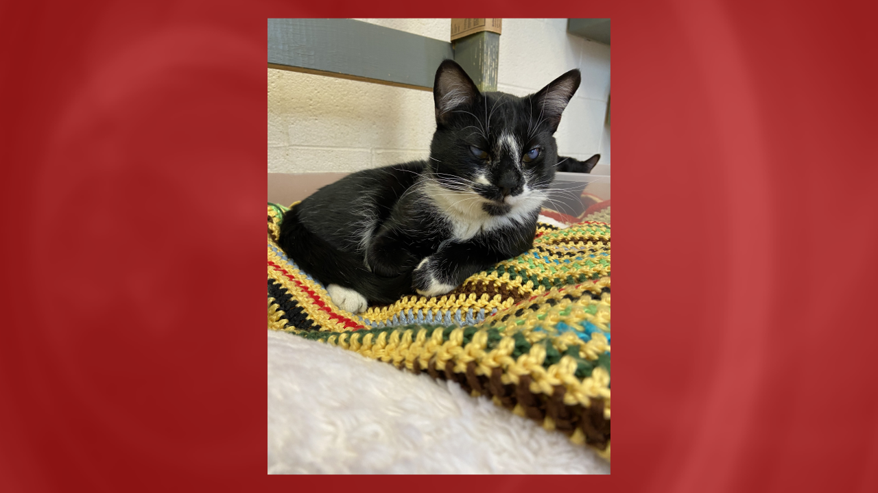 Meet Baker Island! Our Pet Of The Week