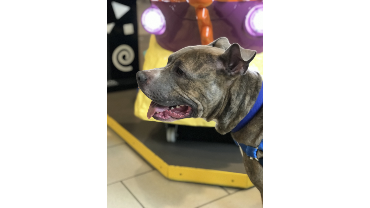 Meet Sage! Our Pet of the Week