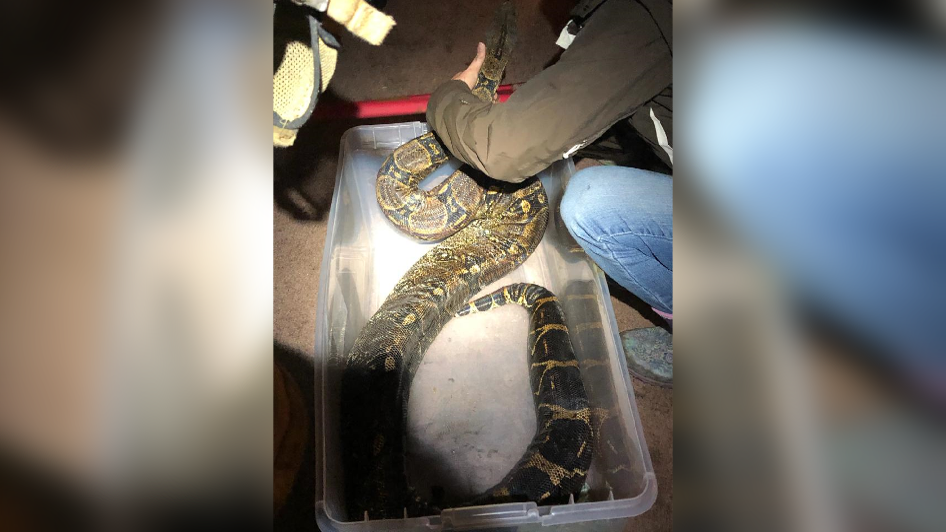 8 To 10 Foot Pet Snake Rescued From Olean Apartment Fire
