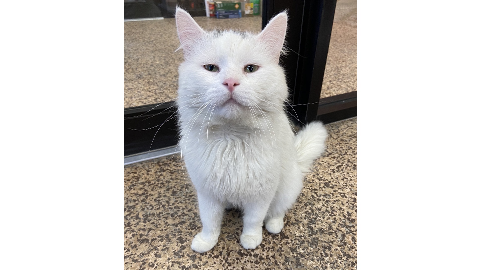 Meet Joe Dirt, Our Pet of the Week
