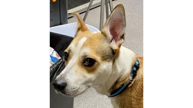 Meet Marley! Our Pet of the Week