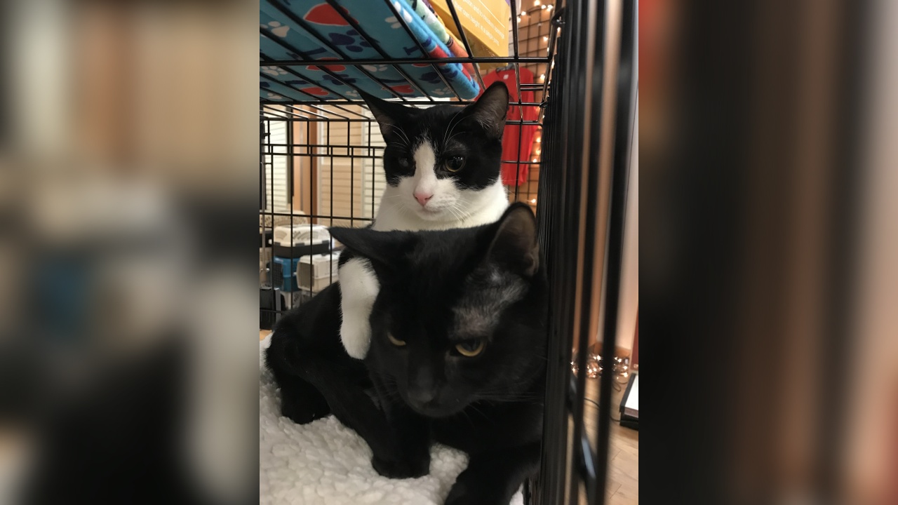 Pets of the Week: Ichabod & Edgar