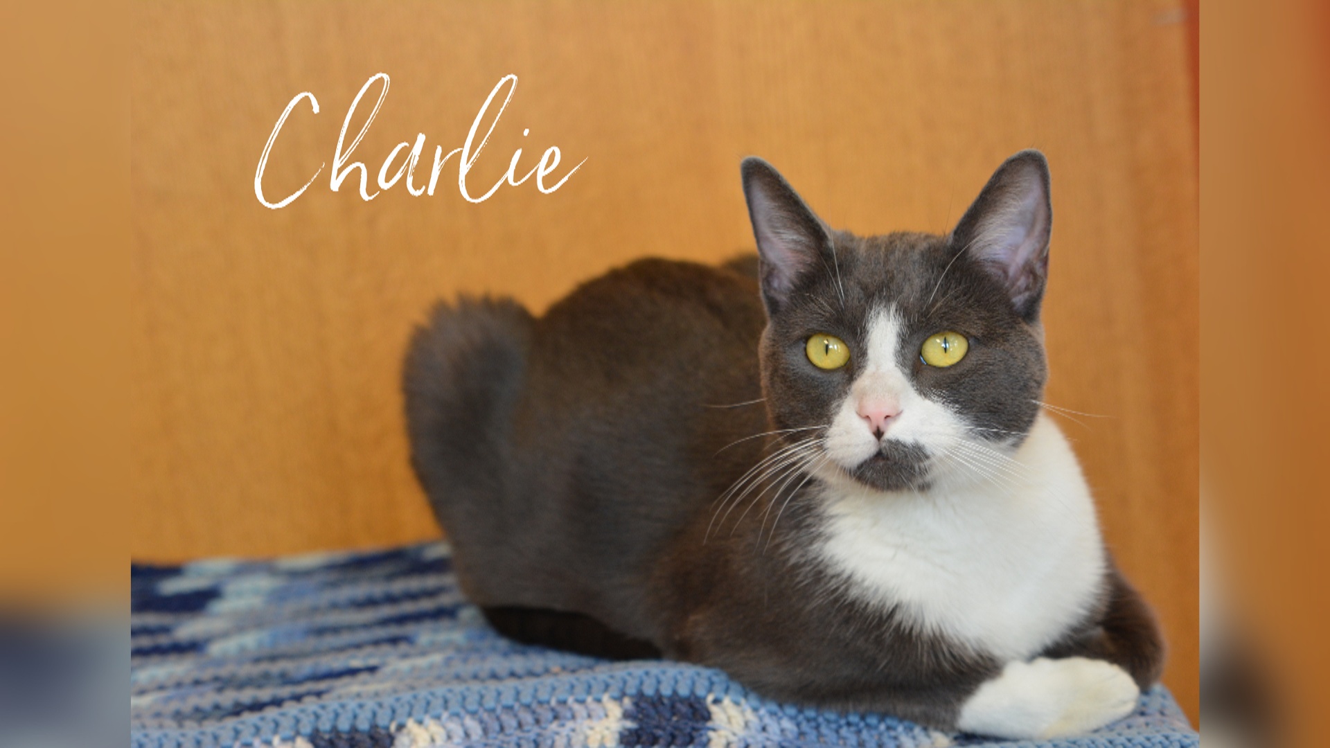 Meet Charlie! Our Pet of the Week