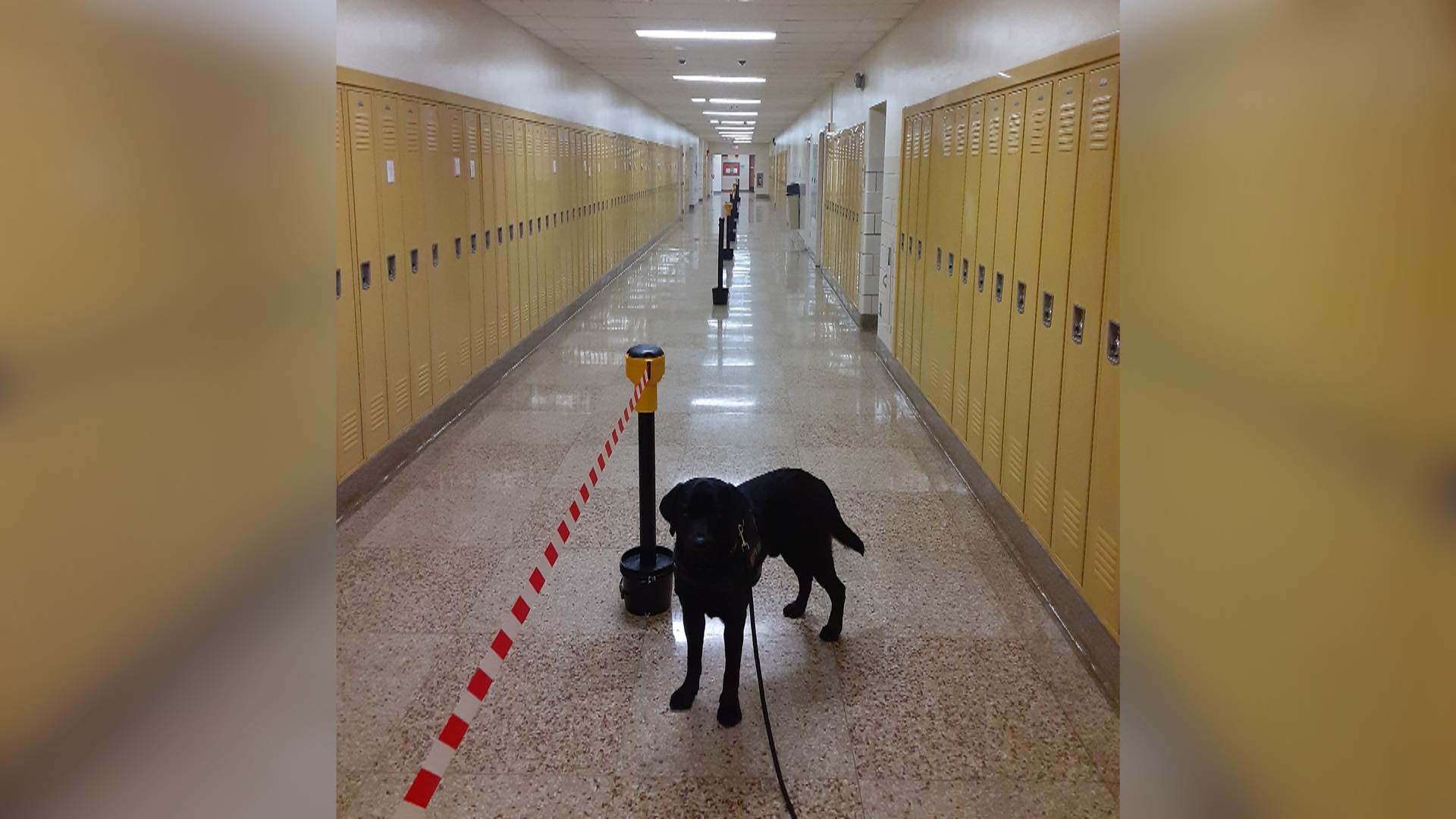 Cattaraugus County Welcomes Sheriff Therapy K-9 To Randolph Central School