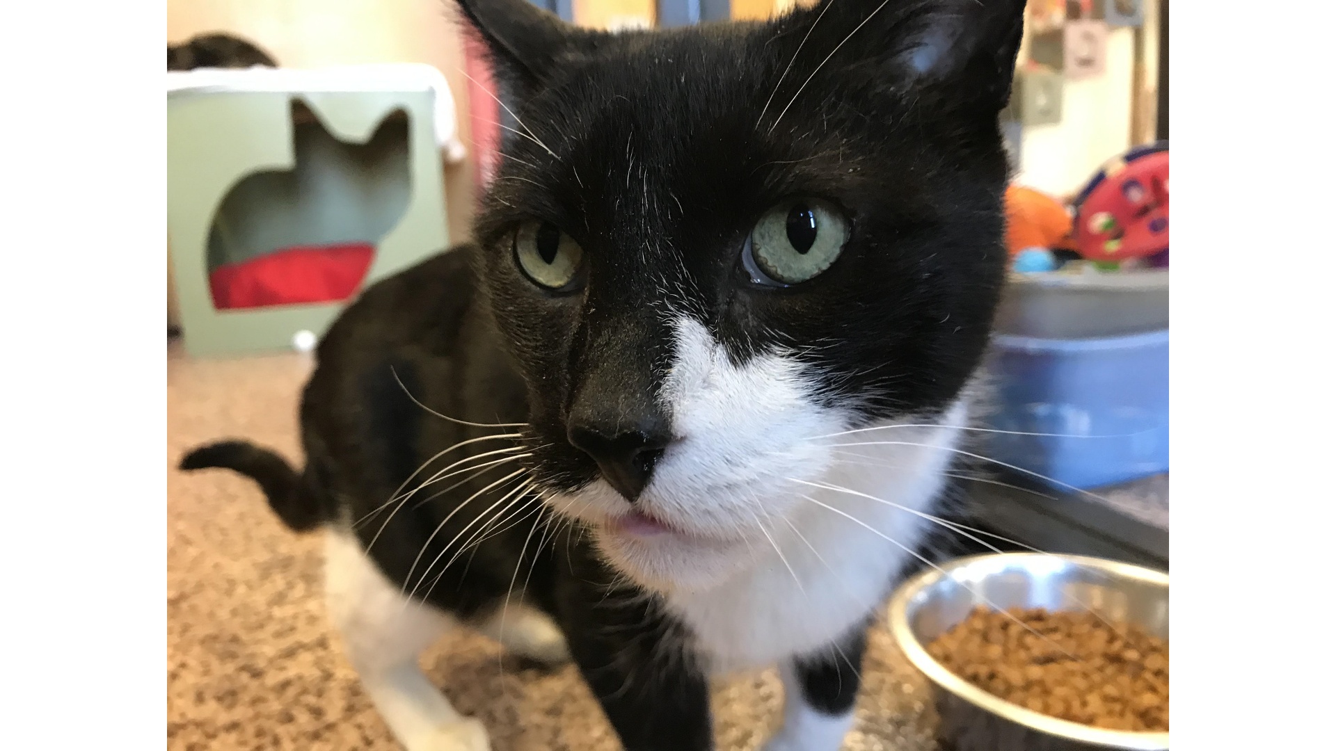 Meet Gus! Our Pet of the Week