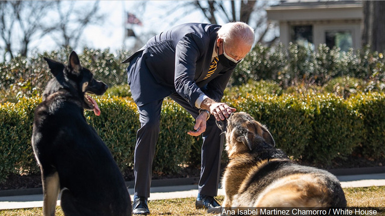 President Biden’s Dog Involved In Another Biting Incident