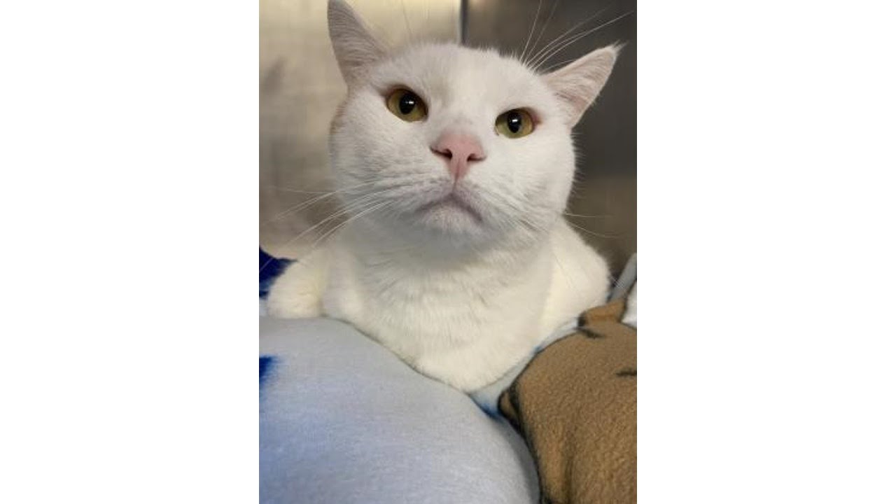 Isaac Fluffernutter, Our Pet of the Week