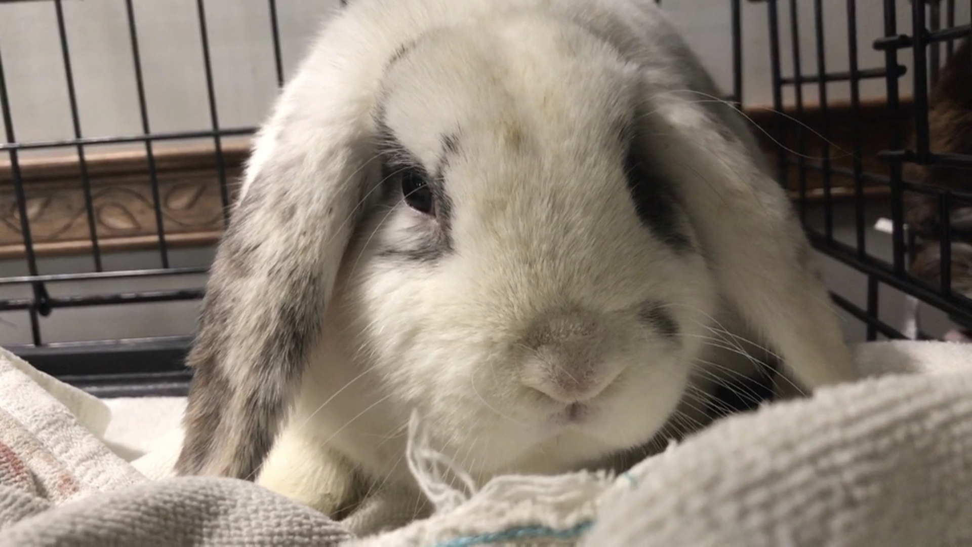 Meet Jupiter! Our Pet of the Week