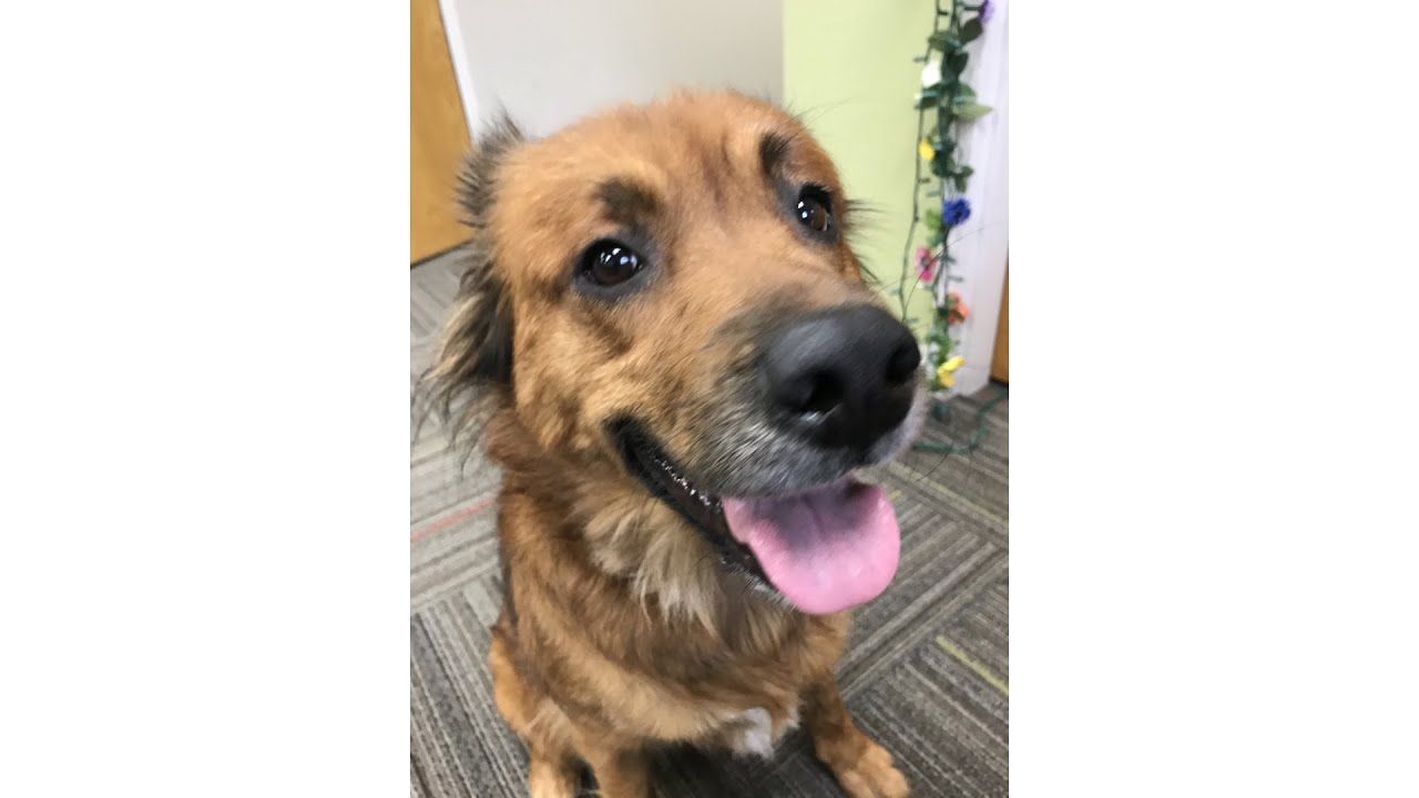 Meet Fiona! Our Pet of the Week