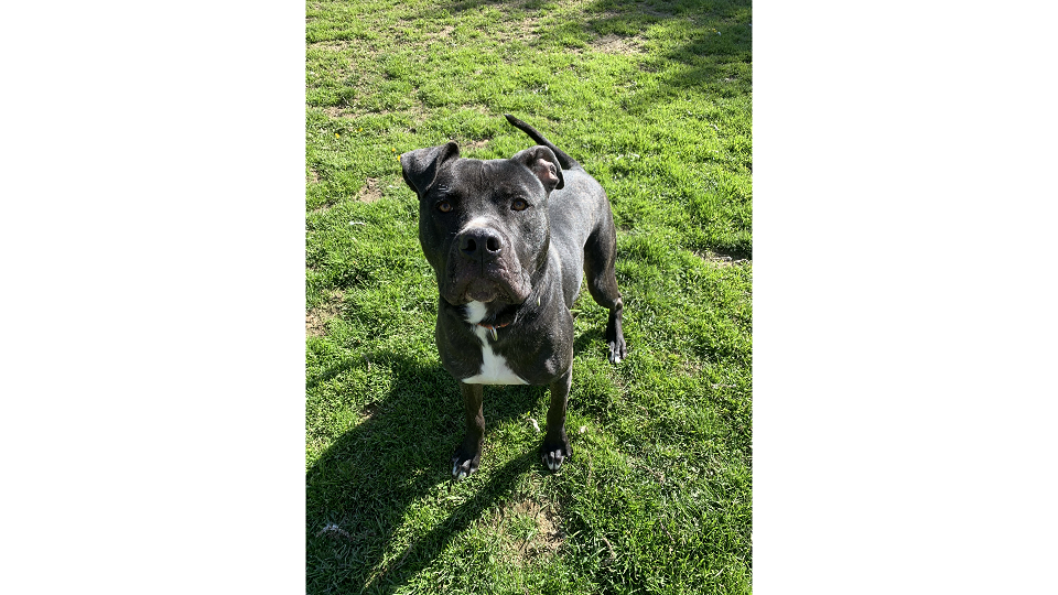 Meet Kenai! Our Pet of the Week