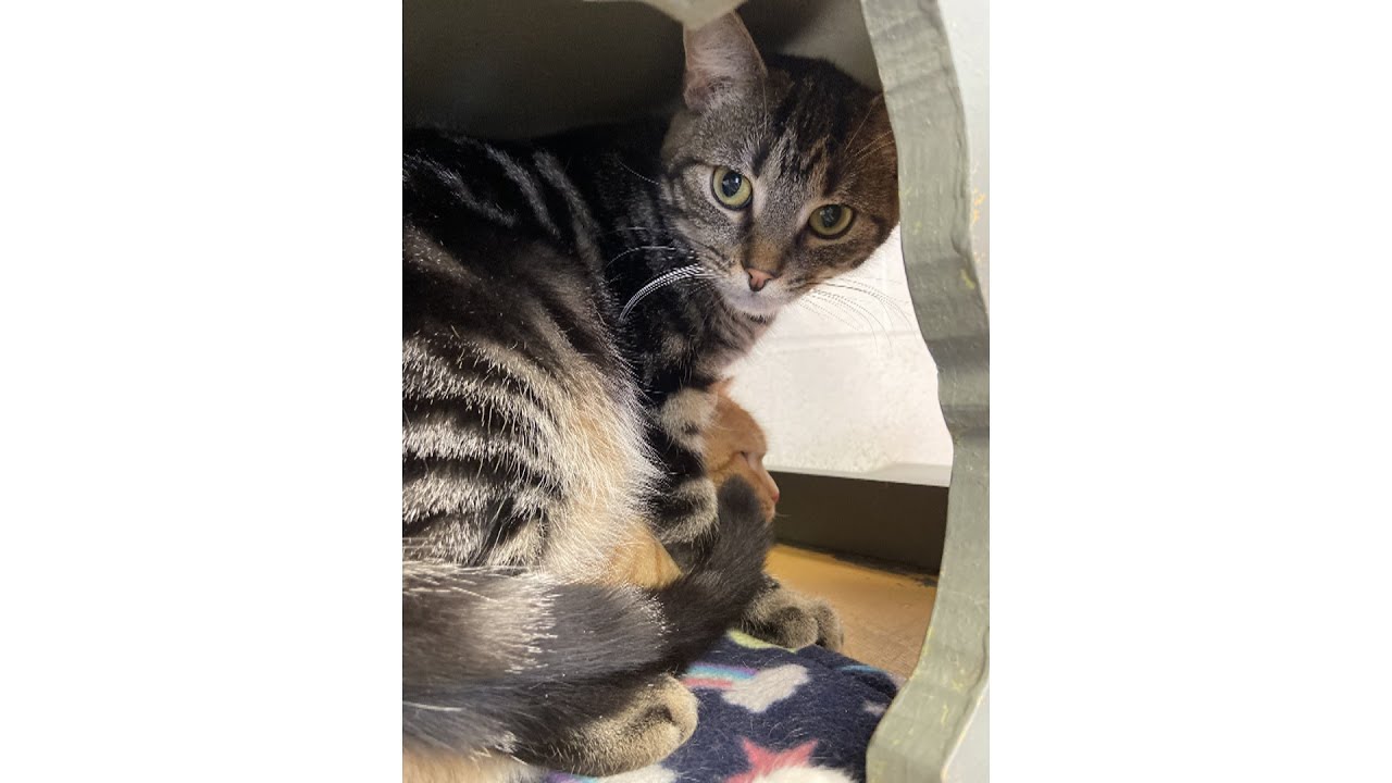 Meet Turtle! Our Pet of the Week