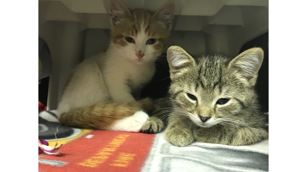 Looking For A Baby Kitten? You’re In Luck