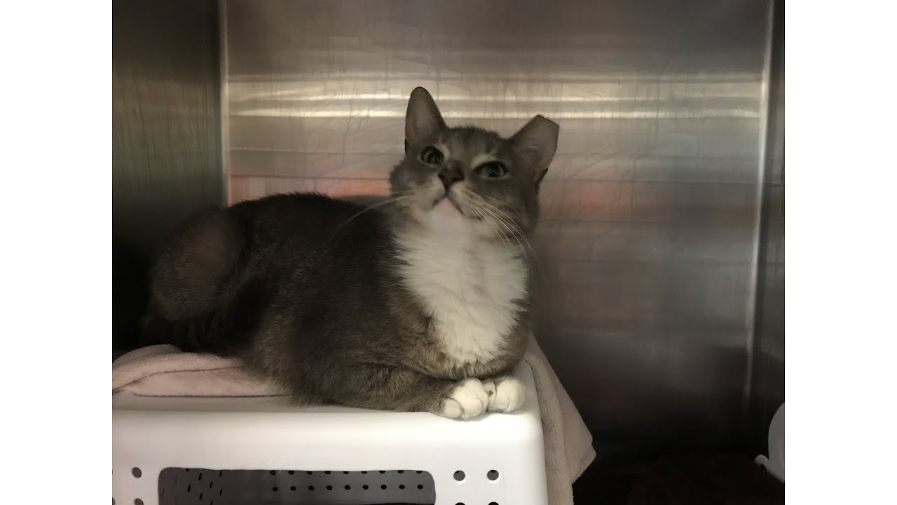 Meet Rosemary! Our Pet of the Week WNY News Now