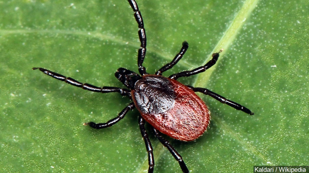 Tick Tock: Senator Gillibrand Looks To Expedite Lyme Disease, Tick Legislation