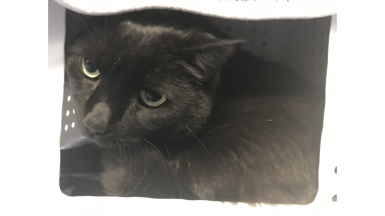 Meet Vladimir, Our Pet of the Week