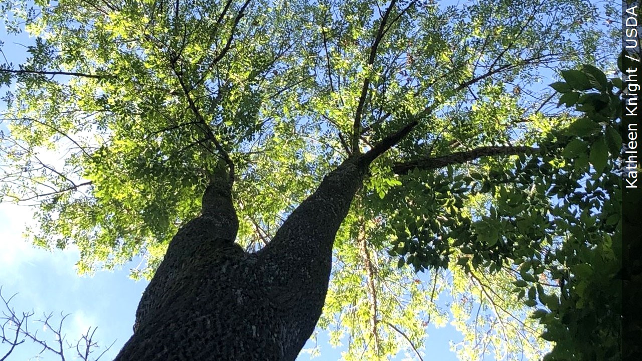 GOVERNOR HOCHUL ANNOUNCES $1.35 MILLION AVAILABLE TO PROTECT NEW YORK FORESTS