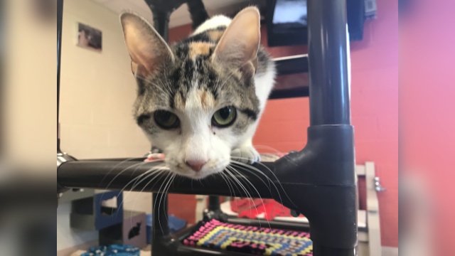 Meet Pixie! Our Pet of the Week