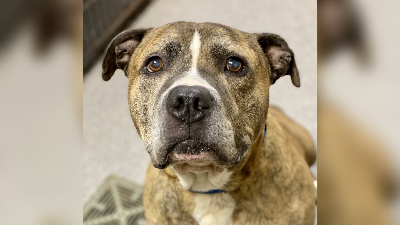 Meet Zeus! Our Pet of the Week