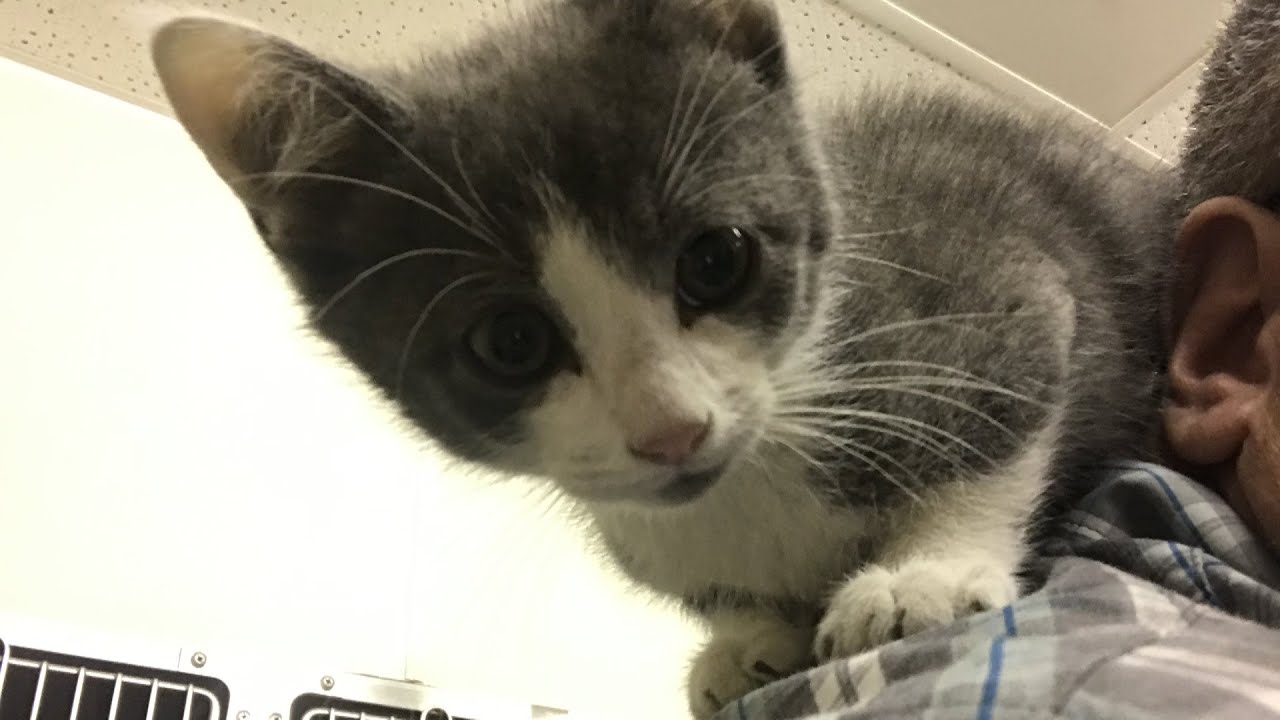 County Humane Society Promotes Importance Of Animal Foster Families