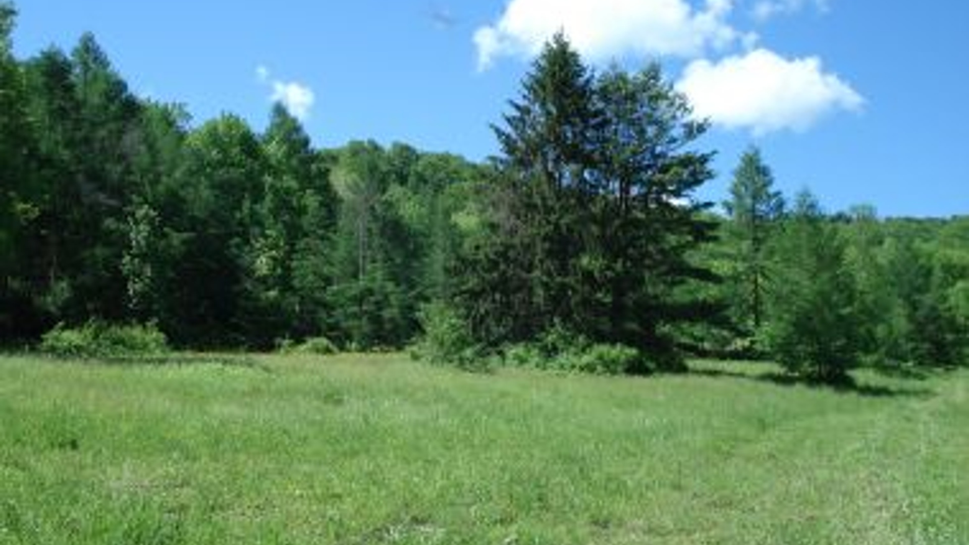 DEC Seeks Public Input for Updating New York’s State Wildlife Action Plan