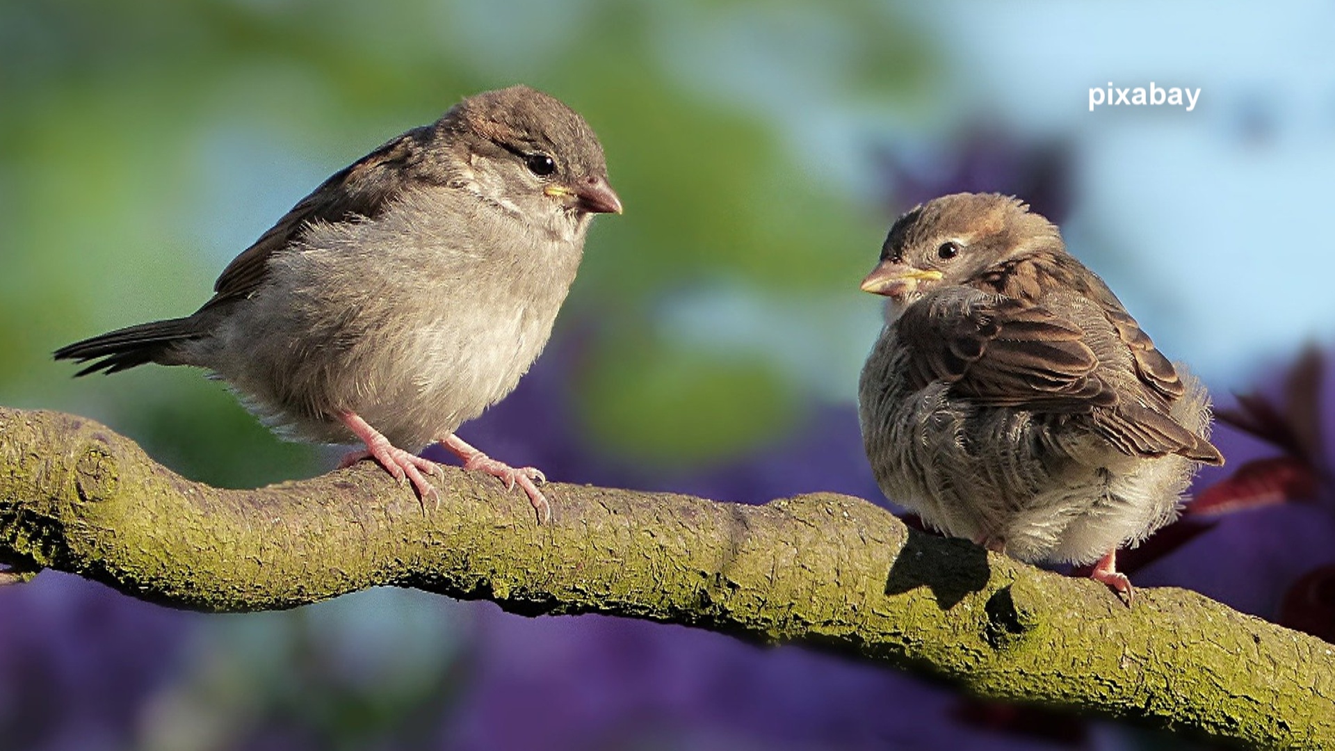 Pennsylvania Wildlife Health Experts Probe Mysterious Illness In Songbirds