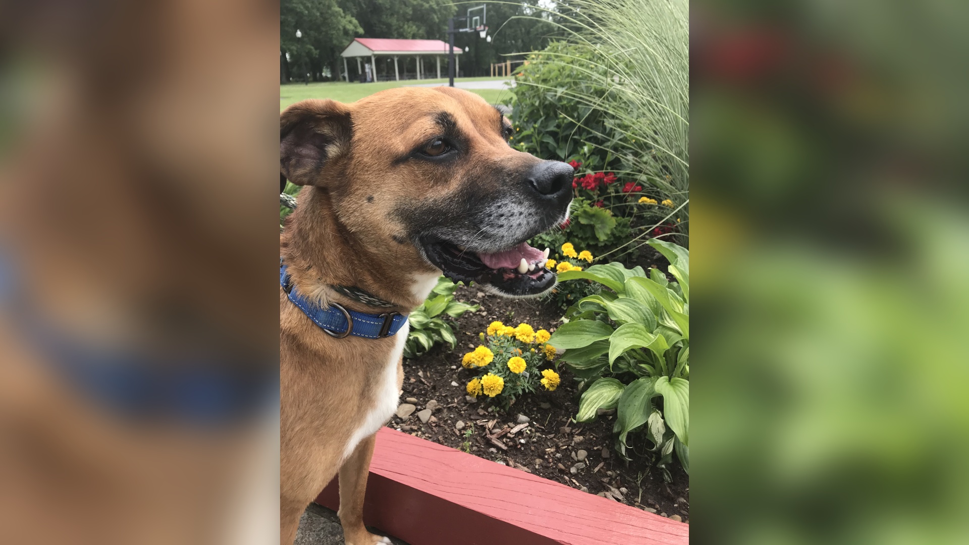 Meet Flora! Our Pet of the Week