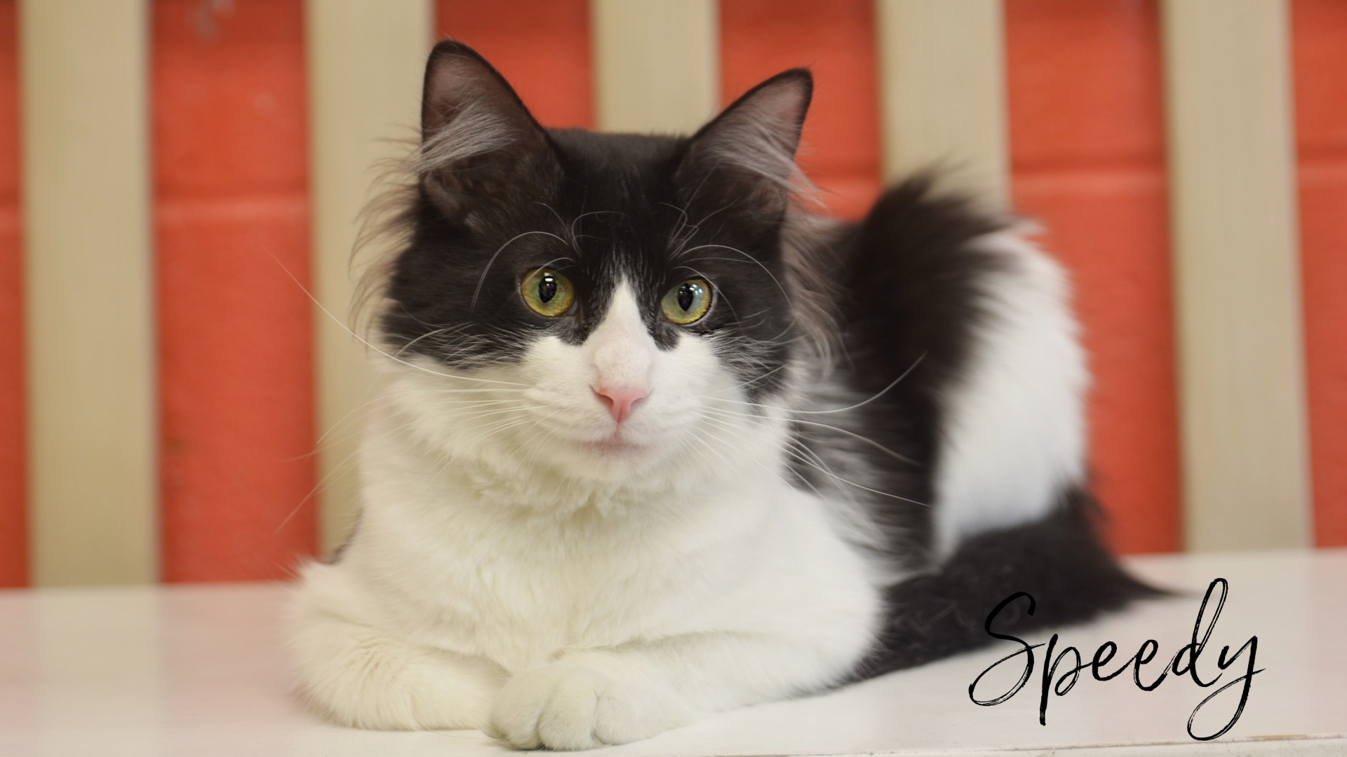 Meet Speedy! Our Pet of the Week