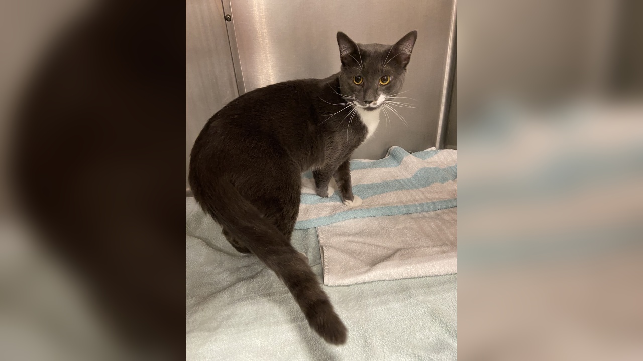 ‘It’s-a Me, Mario!’ Our Pet of the Week