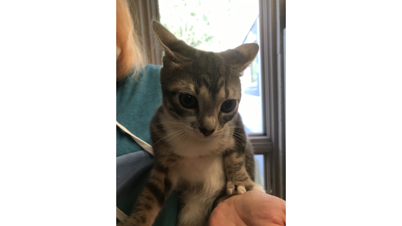 Meet Freddie! Our Pet of the Week