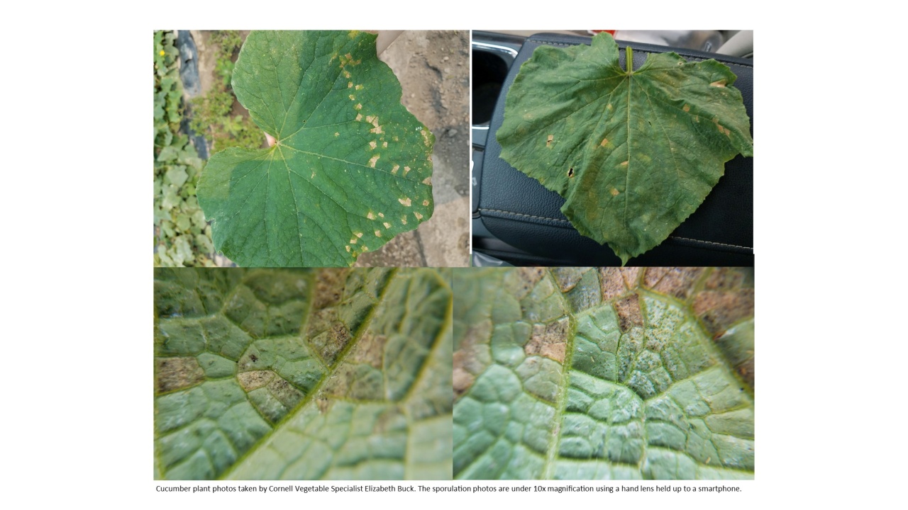 Officials Warn Of New Mildew Possibly Growing In Chautauqua County 