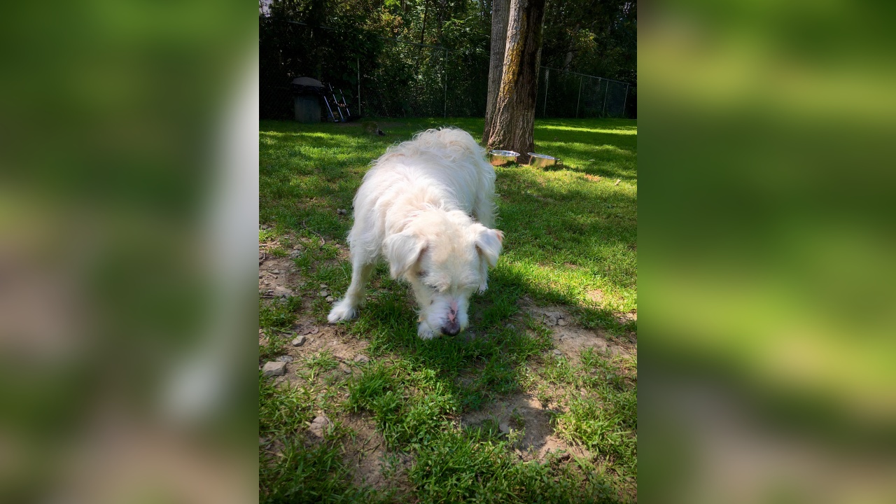 Meet Lucy! Our Pet of the Week